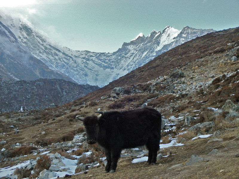 Our welcome back yak, in returning to Kyangin Gompa