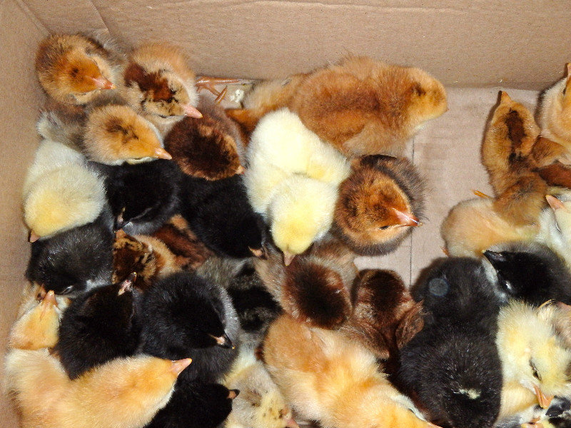 More baby animals, chickens in a box!