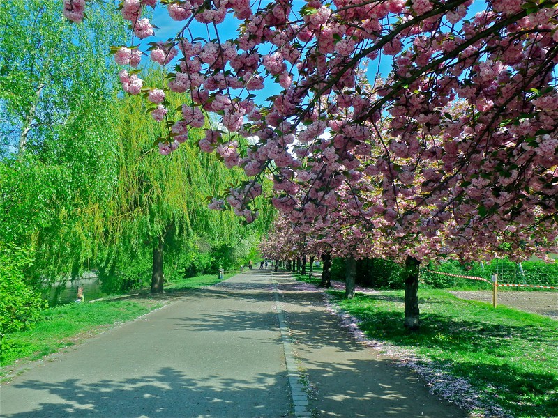 Cherry Blossoms along the Kanal