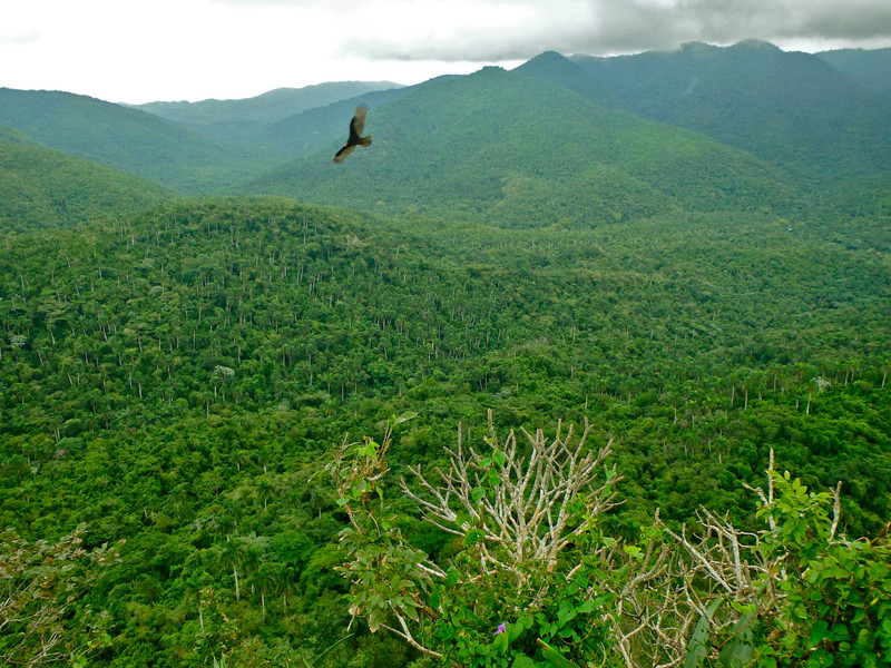 Soroa junglescape and turkey vulture