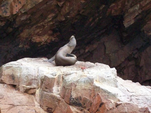 Sea lion at the Ballestas