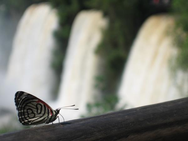 Butterfly in front of falls
