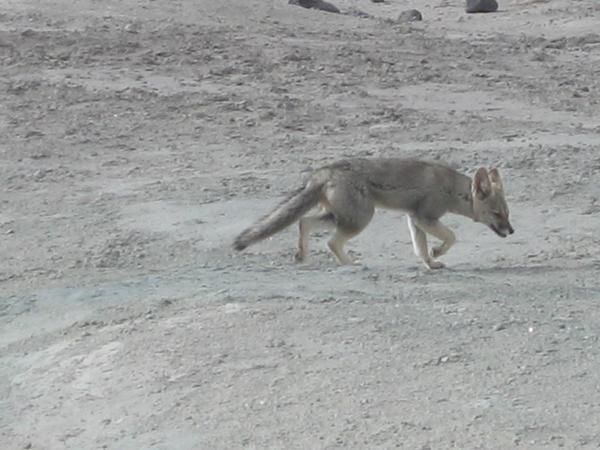 Parque Ischigualasto - Desert Fox!