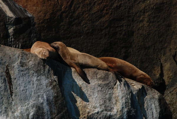 Lachtan usaty (Eumetopias jubatus, Steller Sea Lion), Seward