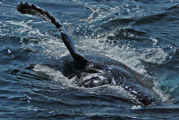Keporkak (Megaptera novaeangliae, Humpback Whale), Seward