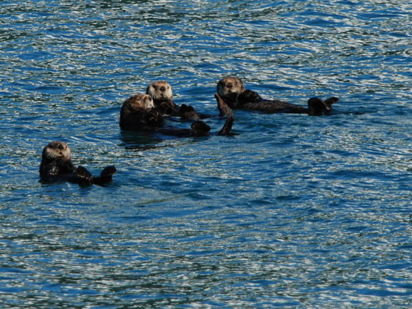 Vydra morska (Enhydra lutris, Sea Otter), Seward
