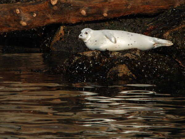 Tulen obecny (Phoca vitulina, Harbor Seal), Seward