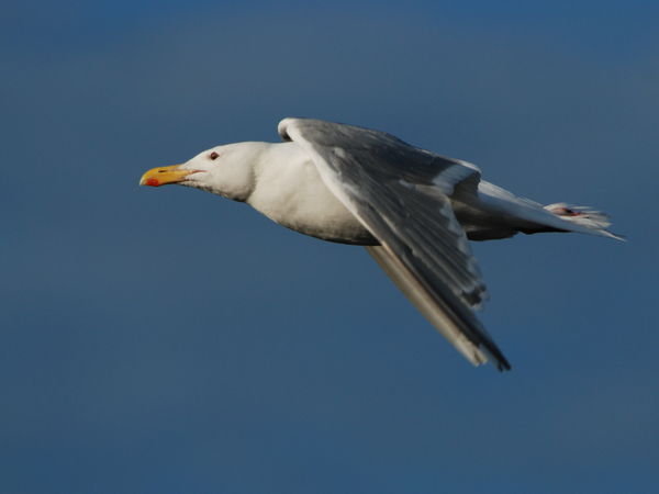 Racek sedokridly (Larus glaucescens, Glaucous - Winged Gull), Homer