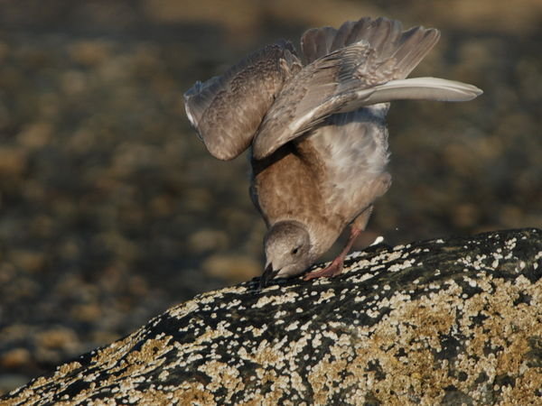 Racek sedokridly mlade (Larus glaucescens juv., Glaucous - Winged Gull), Homer
