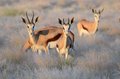 Springbok, Namib Rand