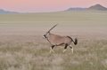 Gemsbok, Namibia Rand