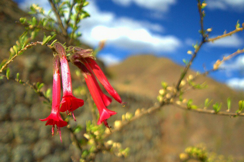 Cantuta, národní květina Peru, Pisac