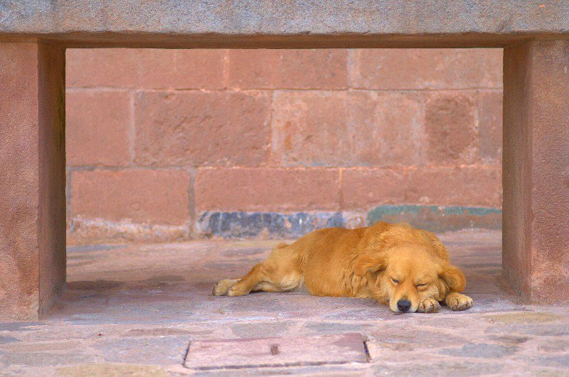 Spící pes,Cusco
