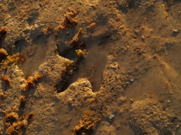 The real dinosaur footprints