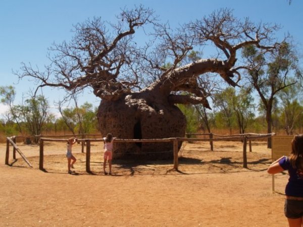 The Prison Boab Tree