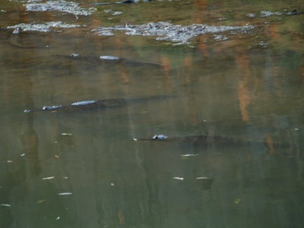 Crocs at Windjana Gorge