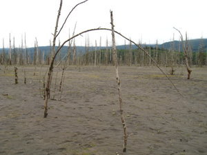 Volcanic mudflow in Toutle River Valley