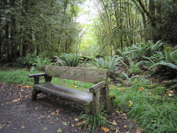 Rain Forest Nature Trail Vignette