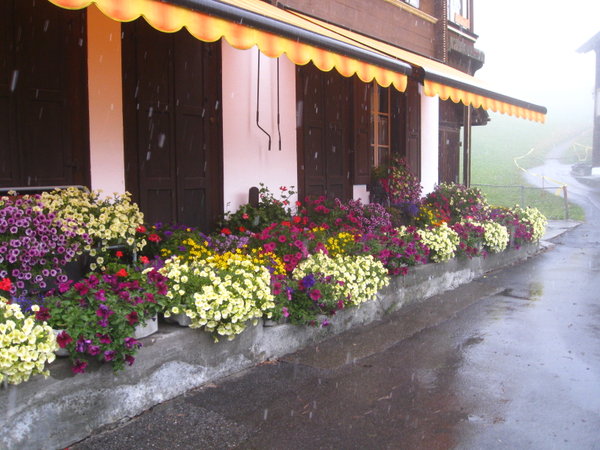 Flowers braving the snow in Gimmelwald
