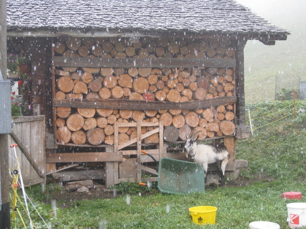 Goat huddling against the side of a cheese house. 