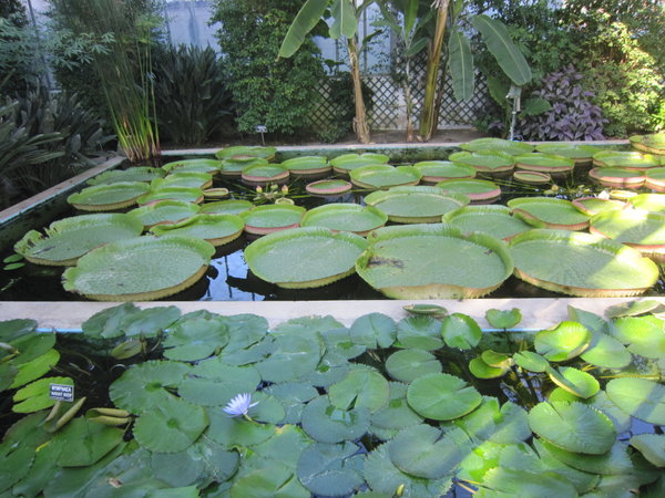 Unusual Lily Pads...