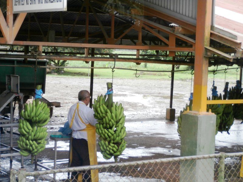 Banana Processing Plant.3