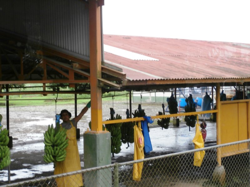 Banana Processing Plant.2