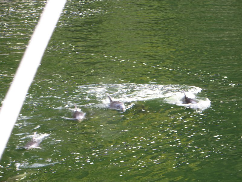 Pod of bottlenose dolphins