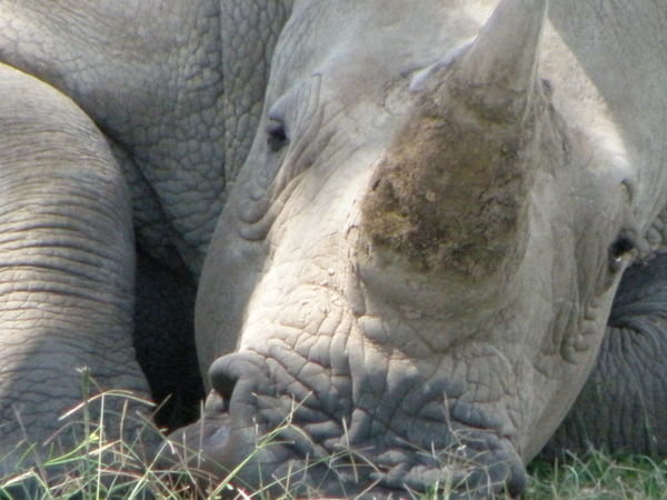 A very sleepy white rhino