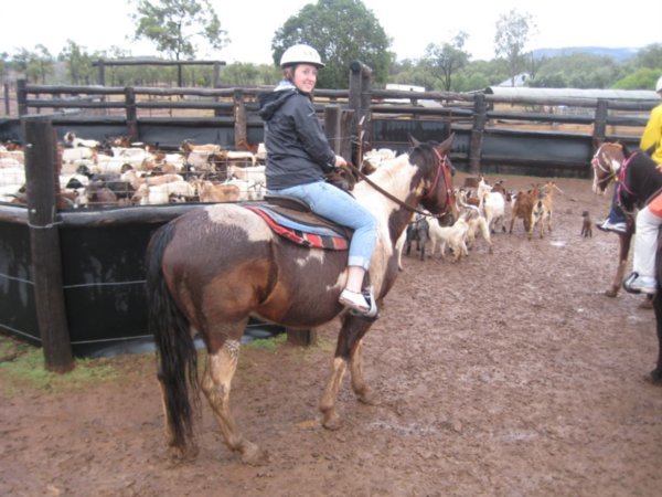 me mustering the goats!