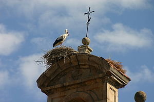 Funny Birds of Salamanca