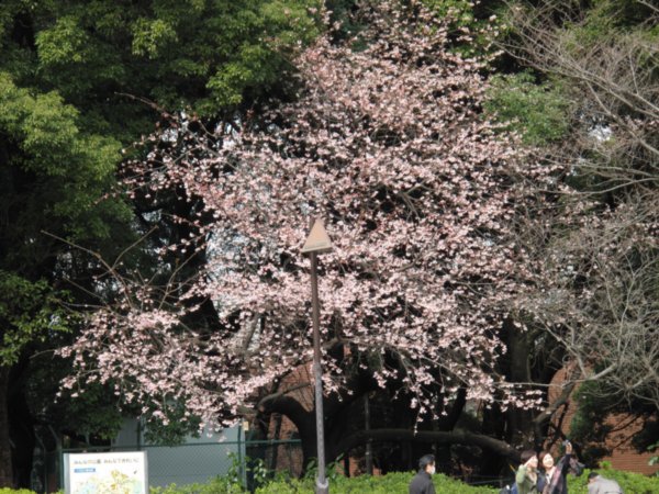 Typical image of Japan - Cherry Blossom
