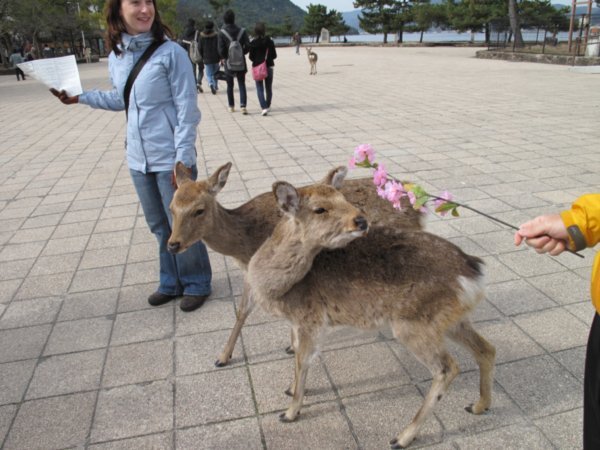 Deer on Miajima Island