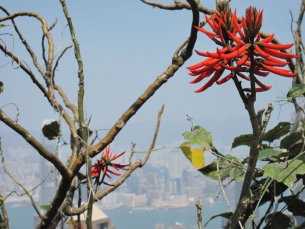 View with flower