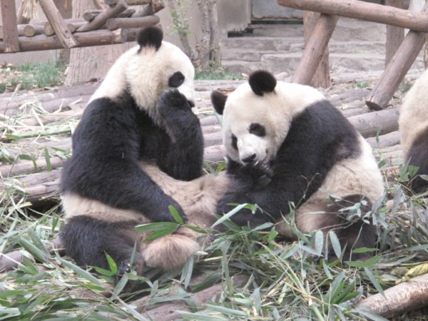 Panda's sharing a joke