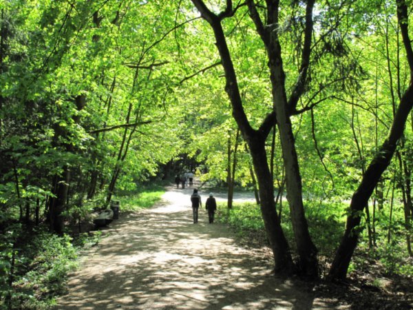 Walking through forested area