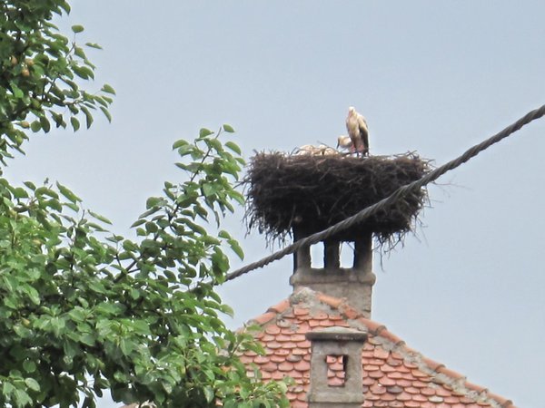 Storks nest (and Stork)