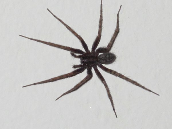 Bulgarian spider