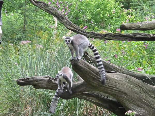 Lemurs from Madagascar