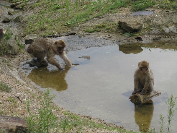 Apes at play