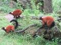 Lemurs from Madagascar