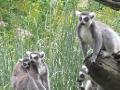 Lemurs from Madagascar