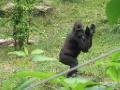 Gorilla applauds his own antics