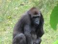 A coy gorilla