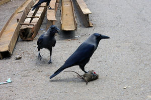 Scary looking crows!
