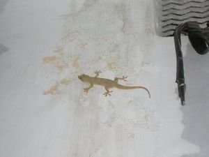 A Gecko!