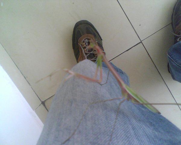 A Mantis on my Leg