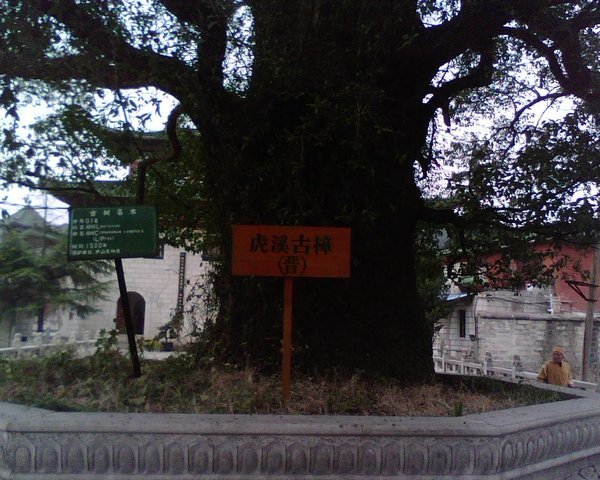 1500 Year Old Tree