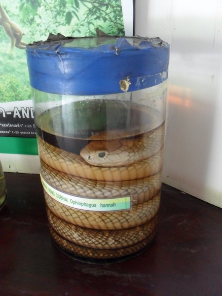 Snake Jar