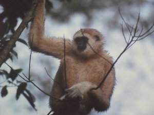 Gibbon up close
